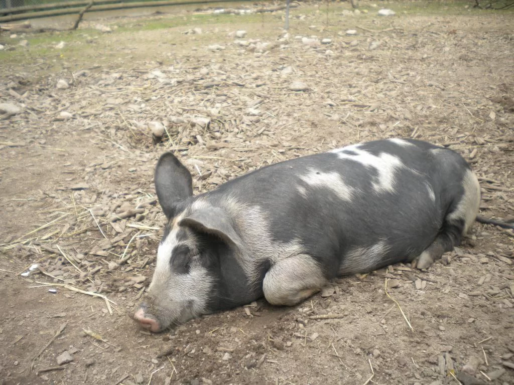 Skånes Djurpark 110827 031.webp