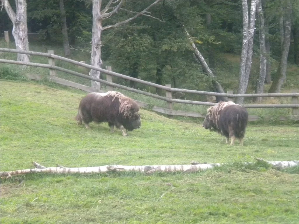 Skånes Djurpark 110827 069.webp