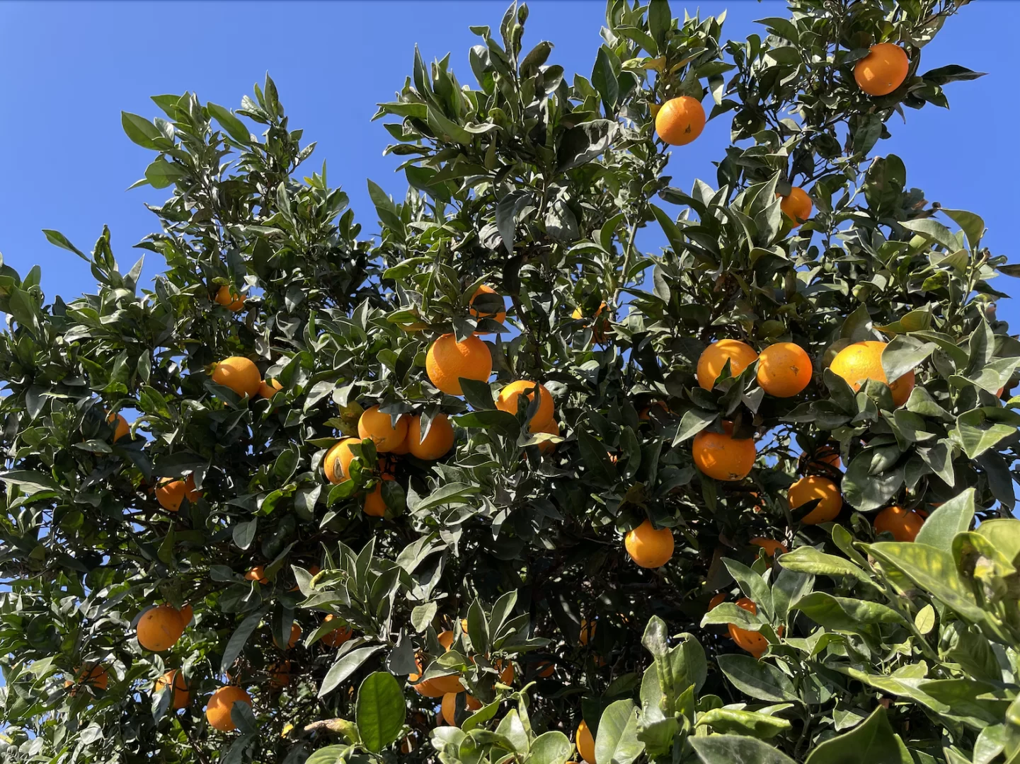 Skärmavbild 2021-12-31 kl. 07.42.44.webp