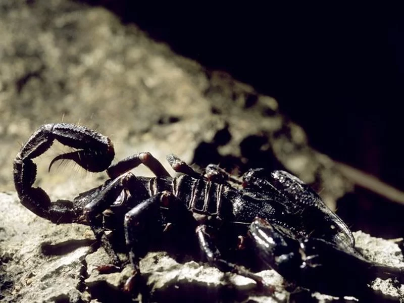 Skorpion [800x600].webp