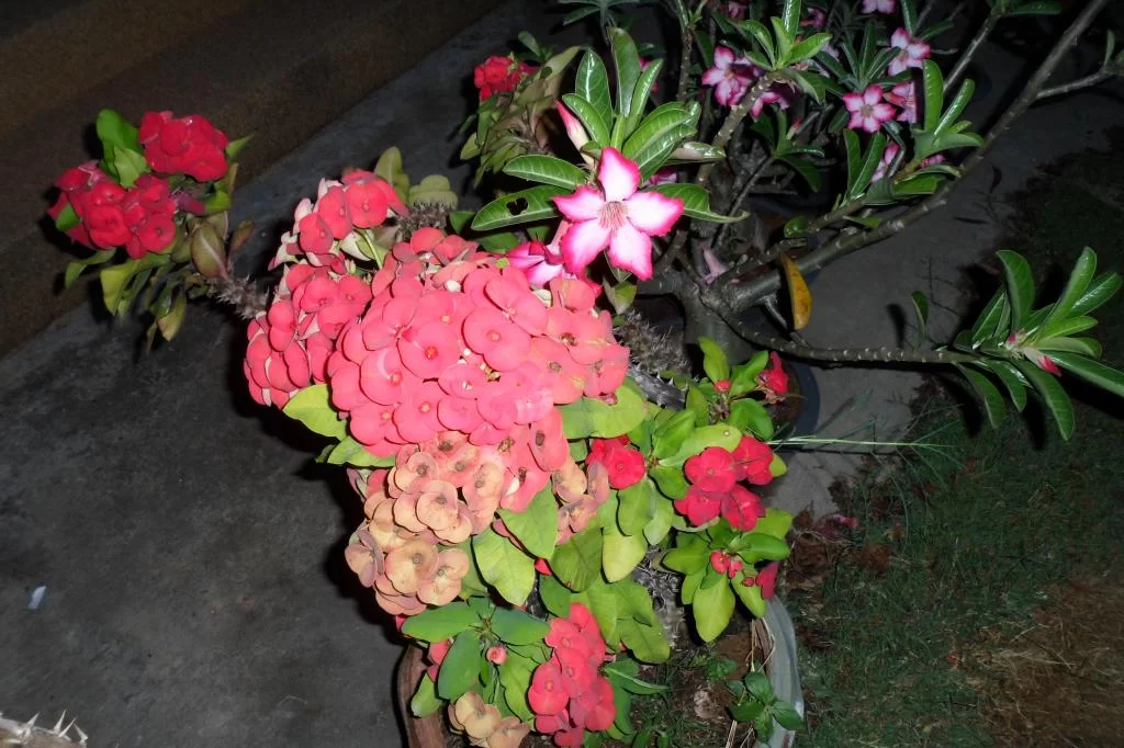 Småkamera ceremonie 030.webp