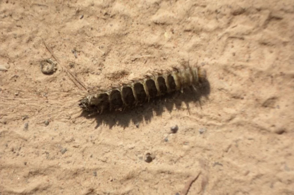 Småkamera ceremonie 071.webp