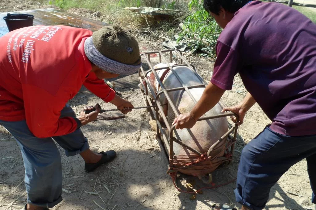 Small C, Luay 060.webp