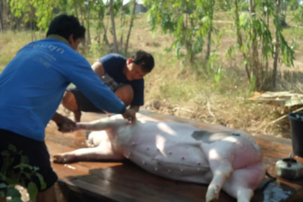 Small C, Luay 073.webp