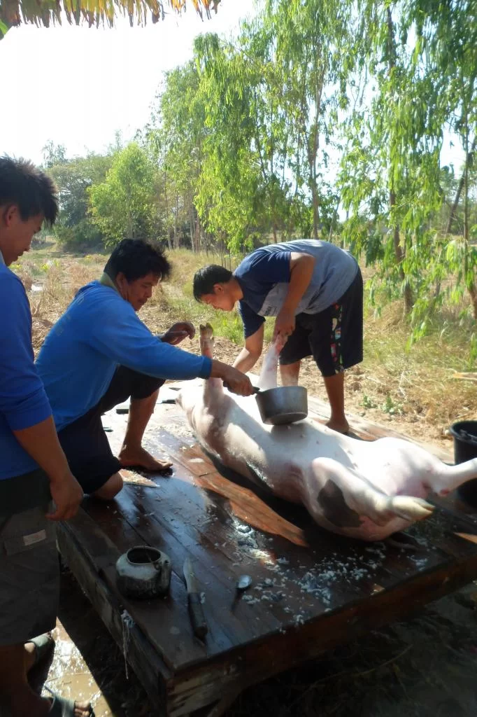 Small C, Luay 074.webp