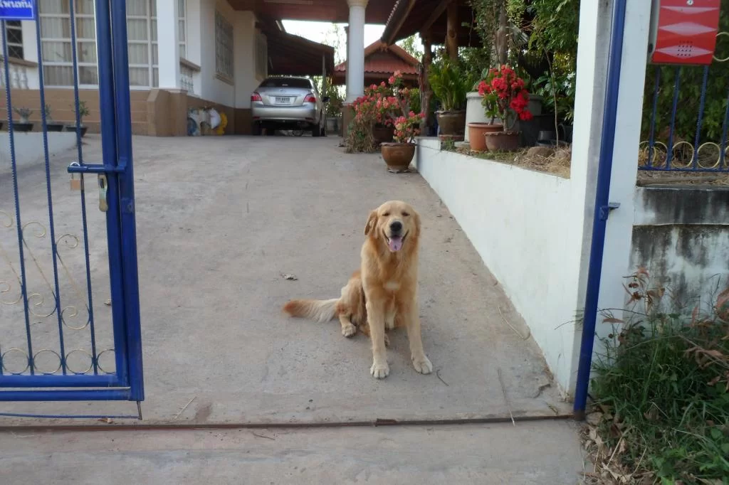 Small C, Luay 088.webp