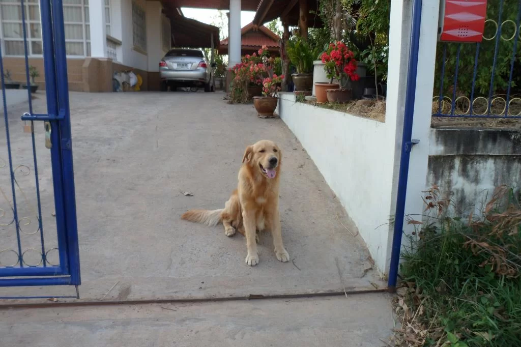 Small C, Luay 090.webp