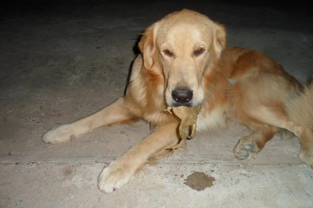 Small C, Luay 231.webp