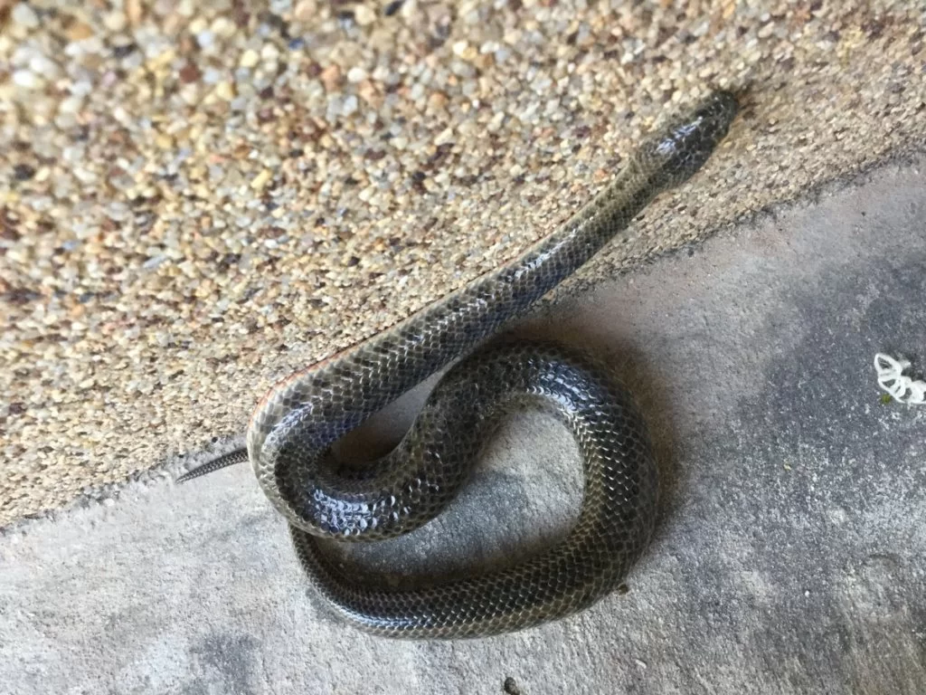 snake från farmen.webp