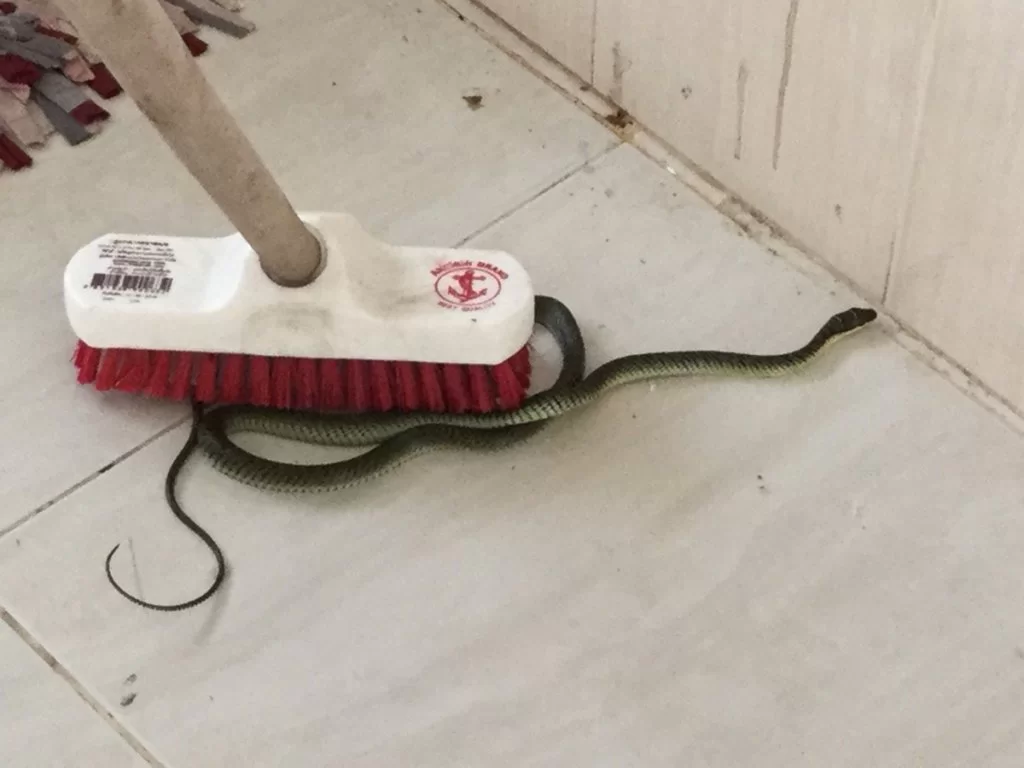 Snok i köket 1.webp