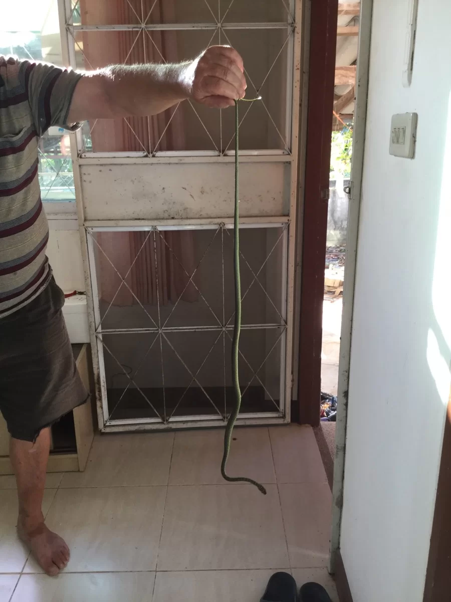 Snok i köket 2.webp