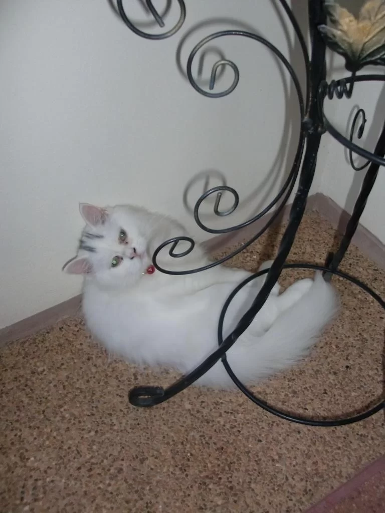 Snövit sept 2012 041.webp