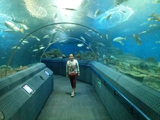 Som i Pattayas akvarium.webp