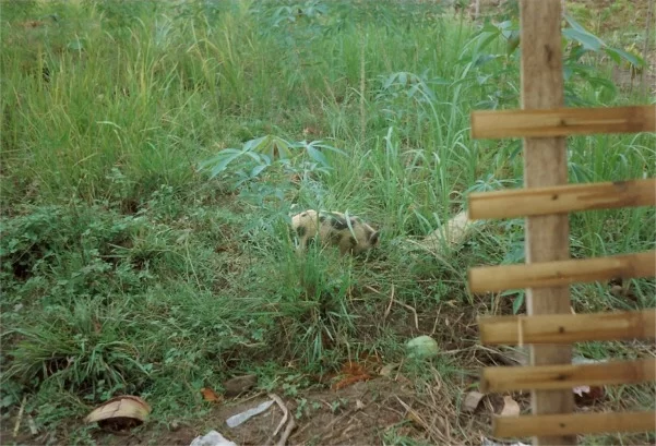 soptunna med 4 ben.webp