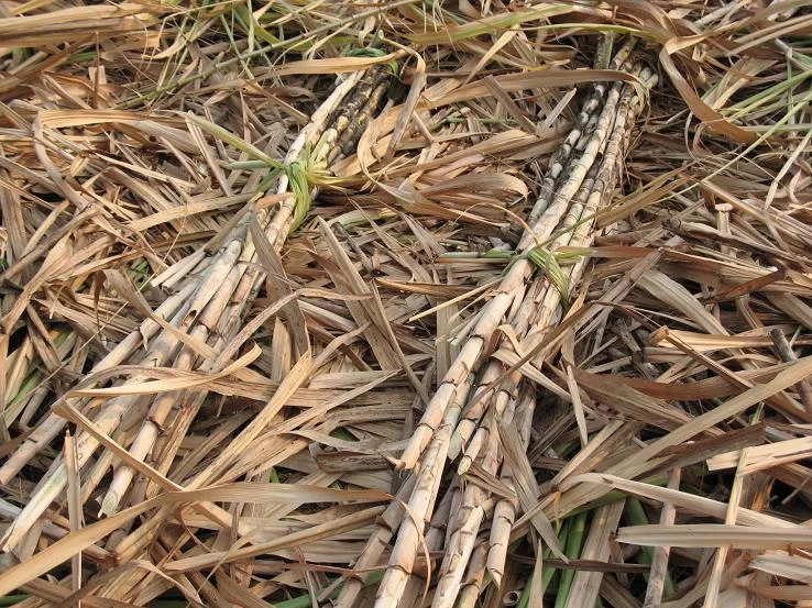 Sugar cane.webp
