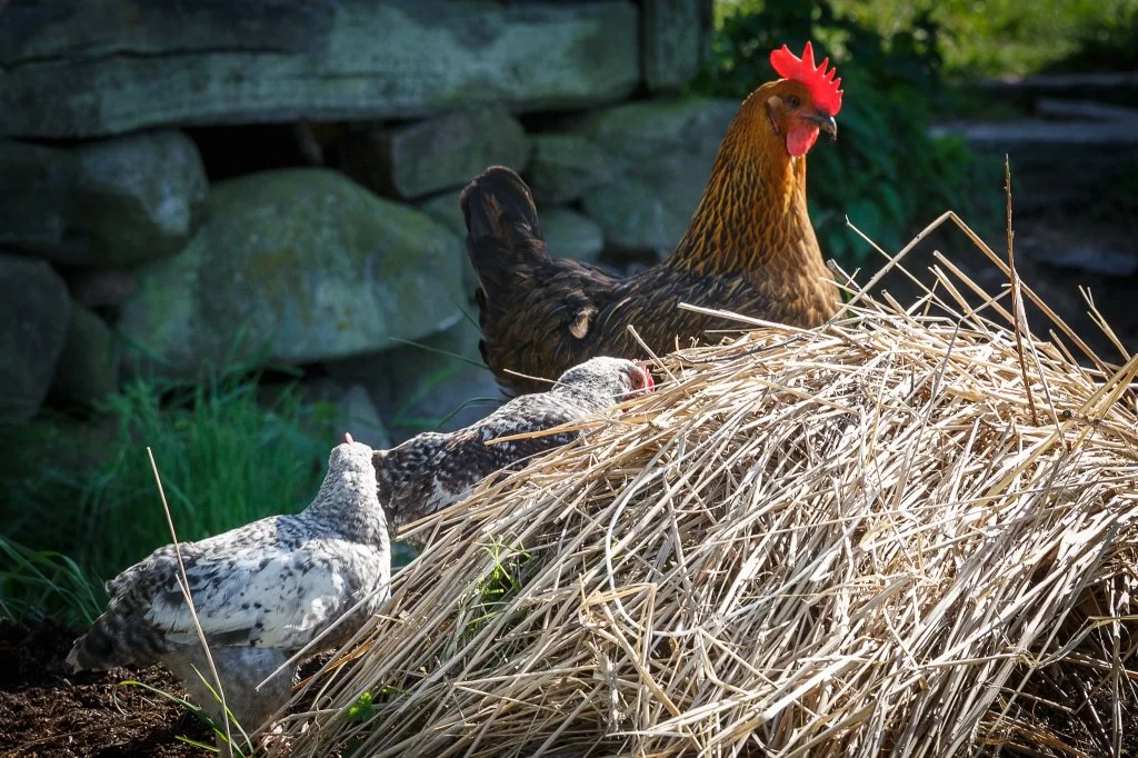 svensk kyckling.webp