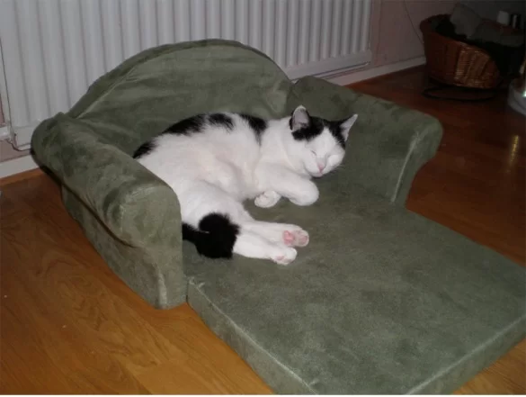 testar den nya soffan..webp