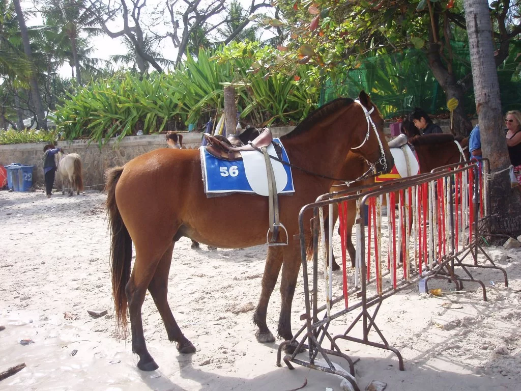 thai dec 06 040.webp