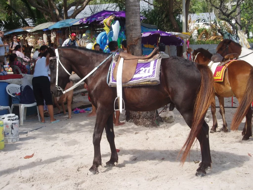 thai dec 06 041.webp