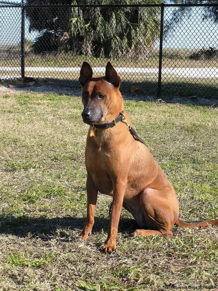 Thai Ridgeback.webp