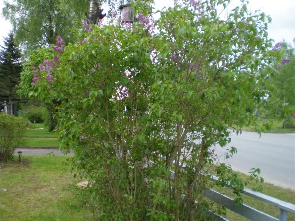 thailand 2010 001.webp