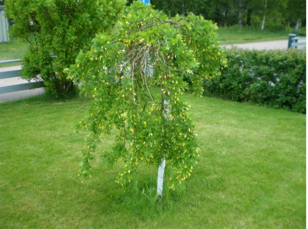 thailand 2010 002.webp