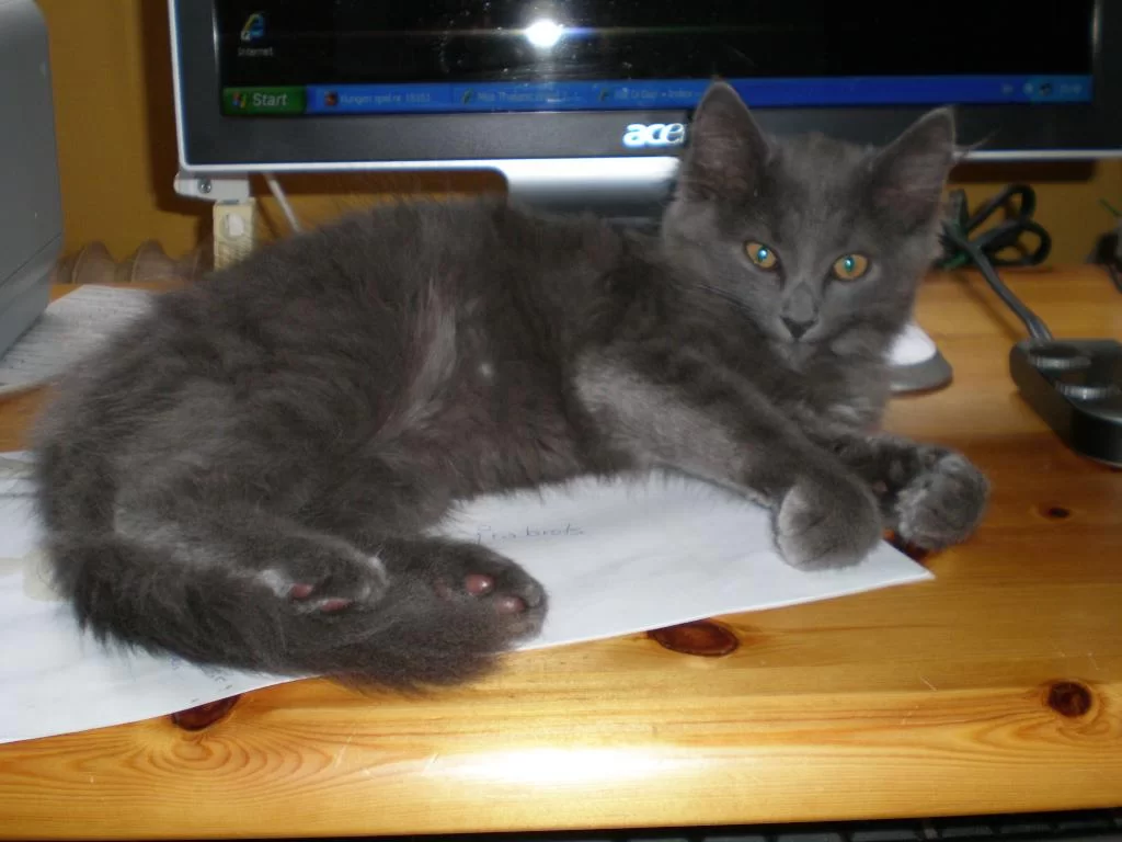 thailand 2010 282.webp