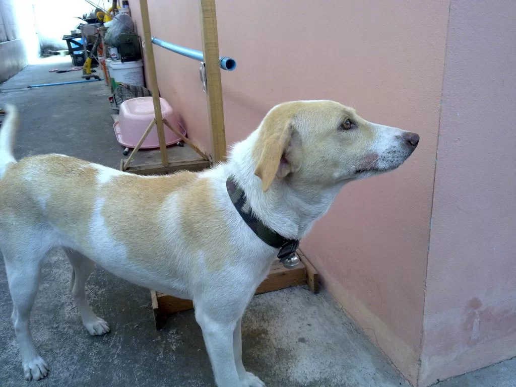 Thong 30-01-2011.webp