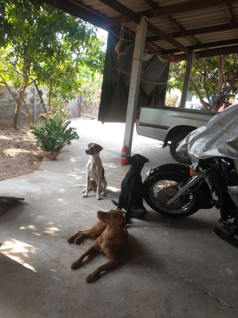 Tiffy  Jack Och Beauty .webp