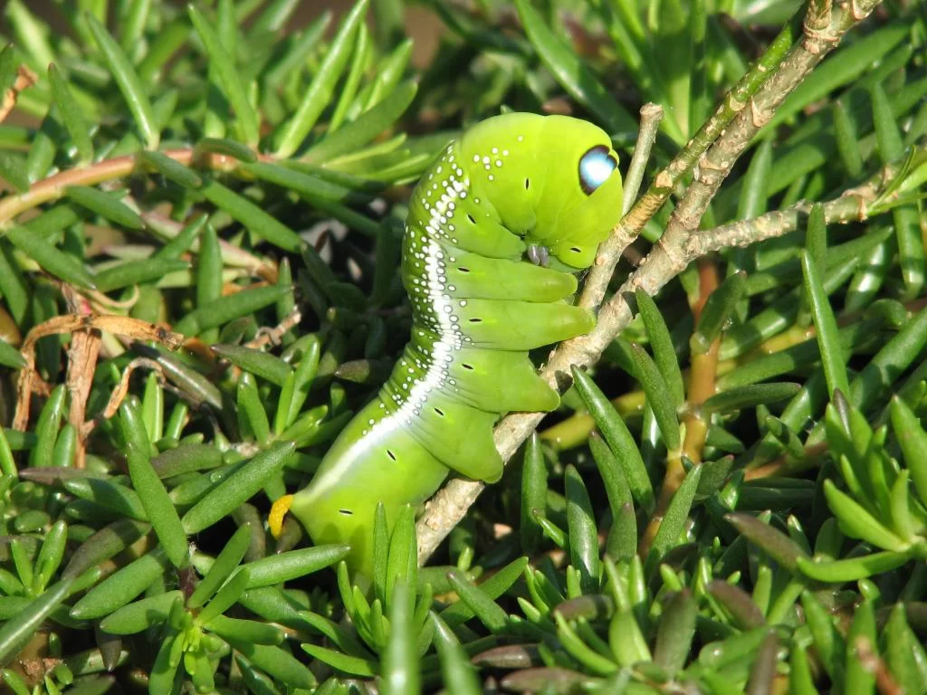 Trädgårdsarbete 011.webp