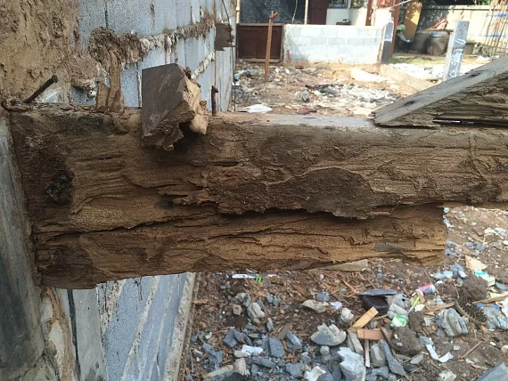 Trähuset termiter.webp