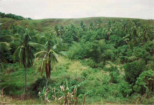 utsikt från huset.webp