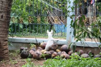 Vakthunden rezized.webp