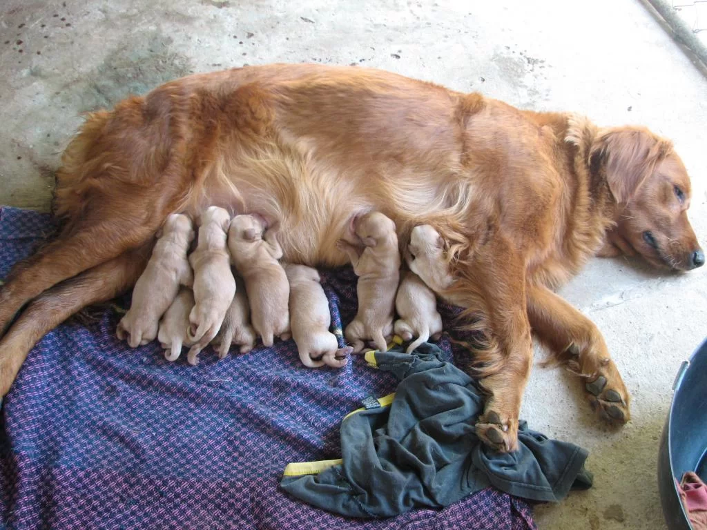 willage koko 038.webp