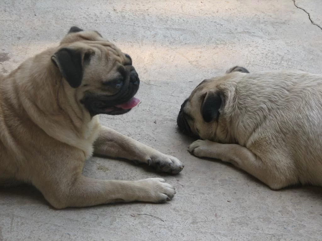 willage koko 107.webp