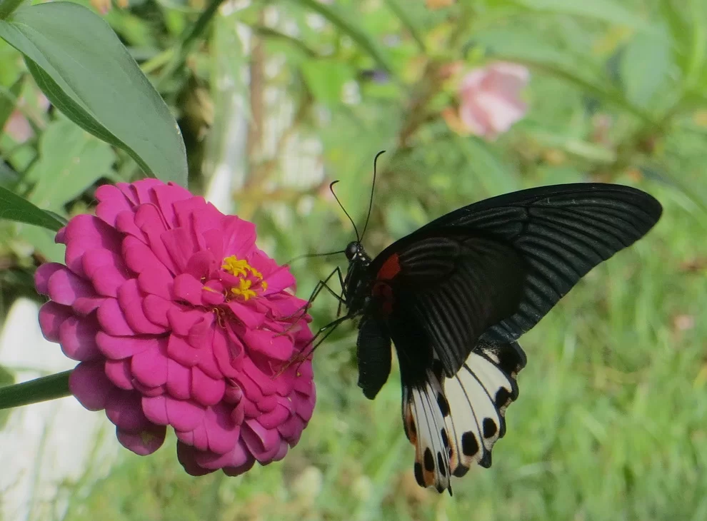 Zinnia+butterfly.webp